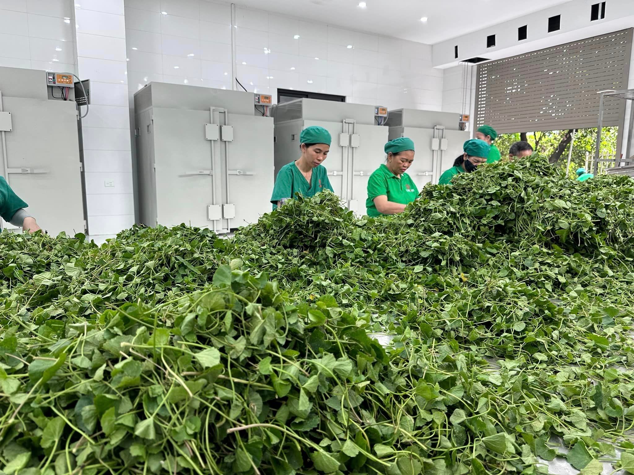 máy sấy khô rau củ làm thực phẩm và làm bột rau củ